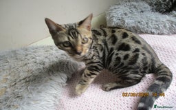 Bengal cats for sale: pedigree male bengals - Image 7