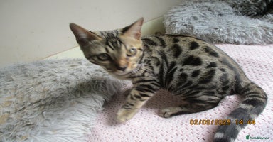 Bengal cats - Advert 3