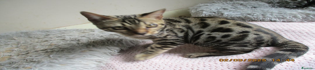 Bengal Kitten 2