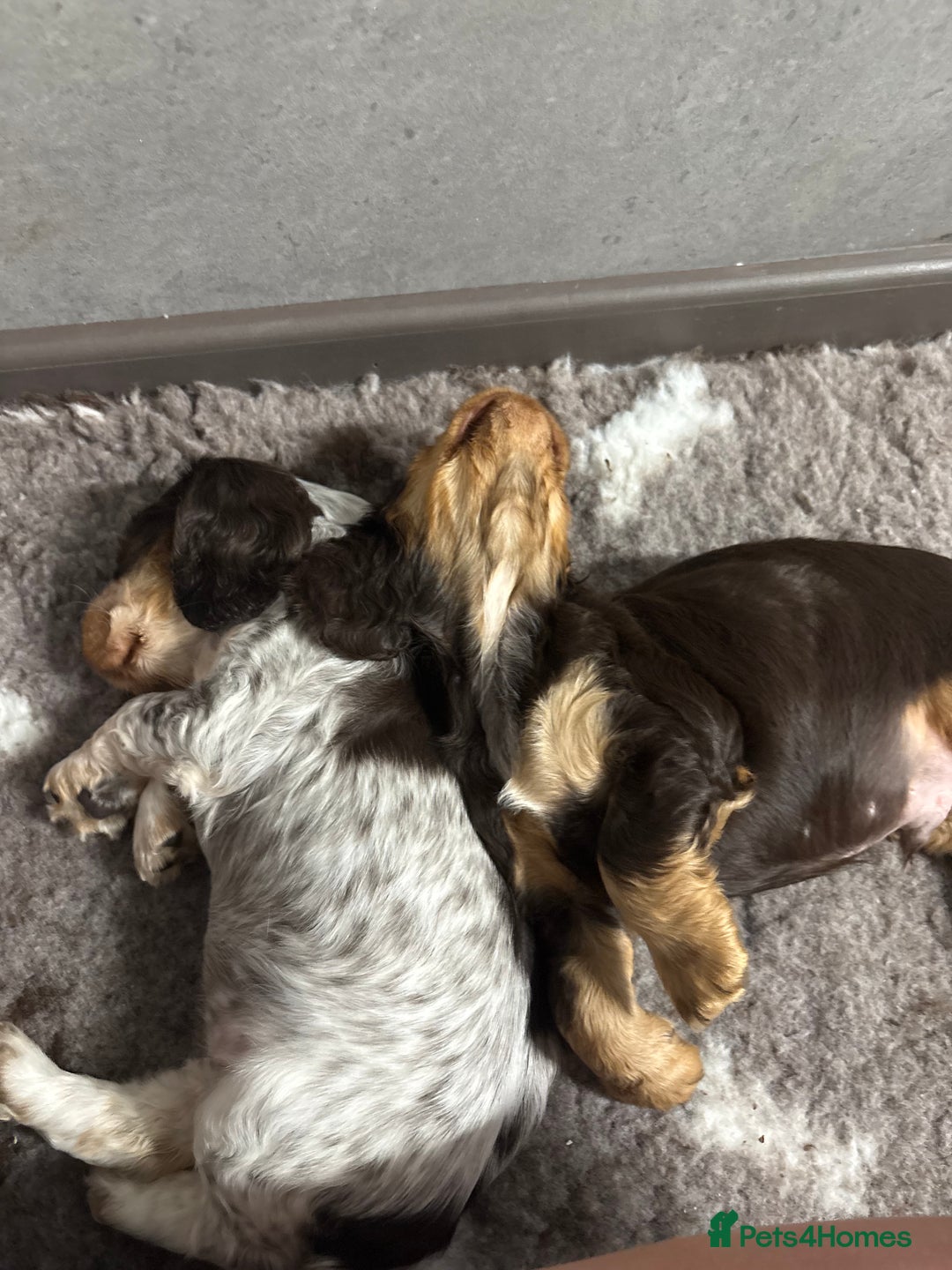 Cocker Spaniel dogs for sale: beautiful KC show cocker spaniel puppies  - Image 17