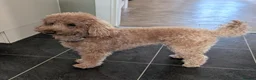 Toy Poodle dogs for stud: Rupert - Toy Poodle - Essex based in Colchester - Advert 6