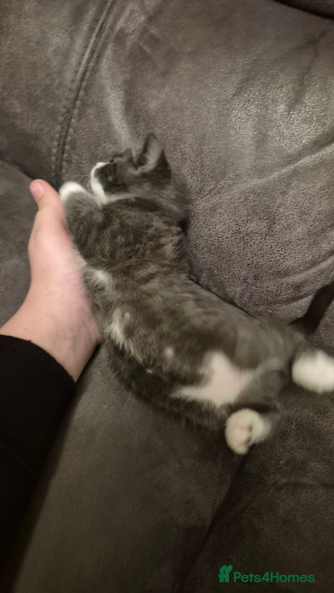 Mixed Breed cats for sale: Kittens  - Advert 5