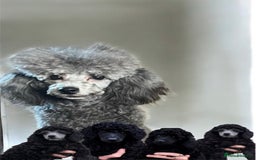 Toy Poodle dogs for sale: Exquisite KC Toy poodle puppies  - Image 4
