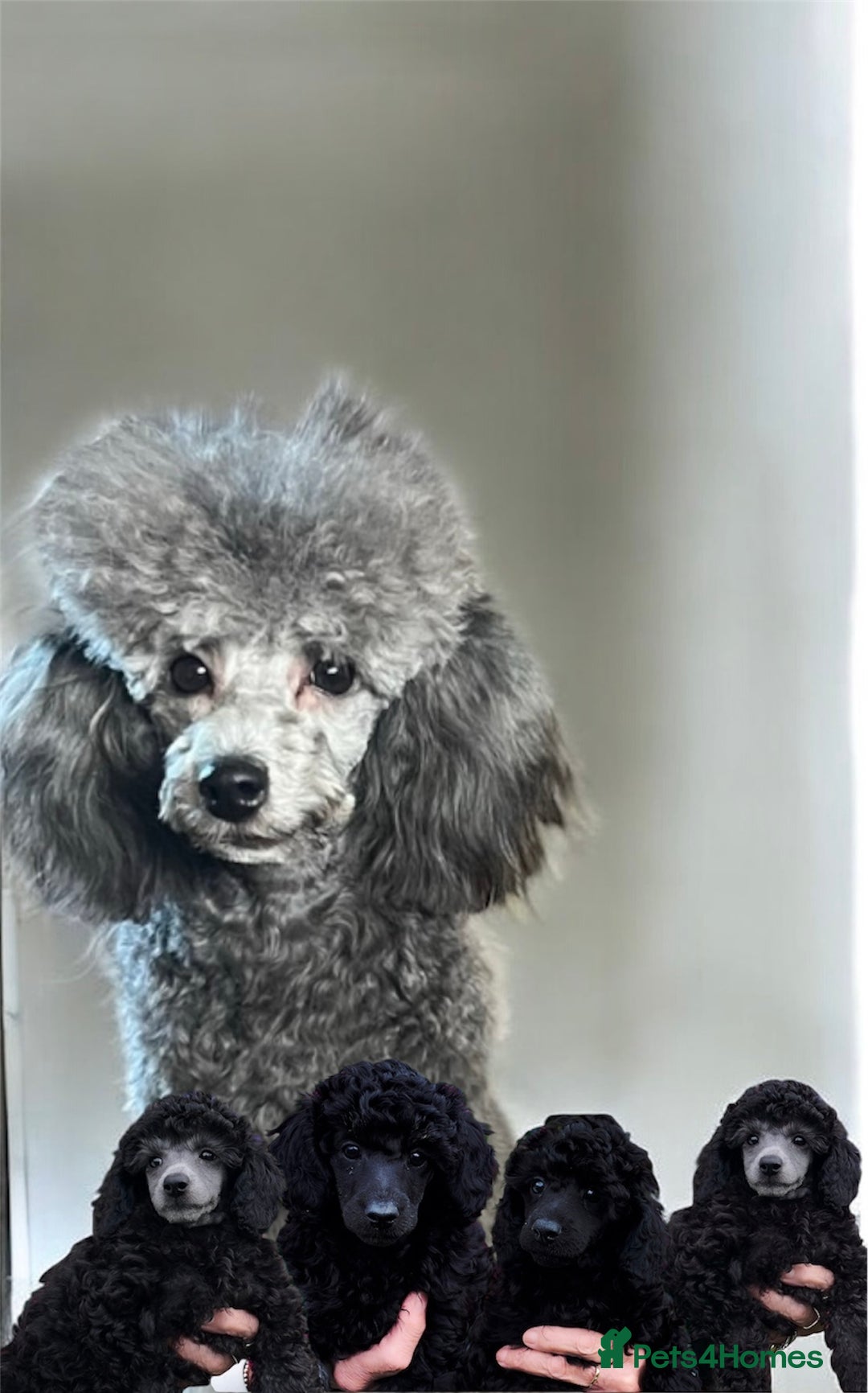 Toy Poodle dogs for sale: Exquisite KC Toy poodle puppies  - Image 4