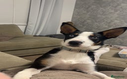 Border Collie dogs for sale: Ronnie  - Image 2