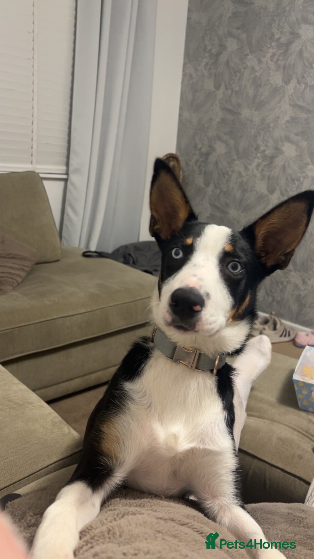 Border Collie dogs for sale: Ronnie  - Image 2