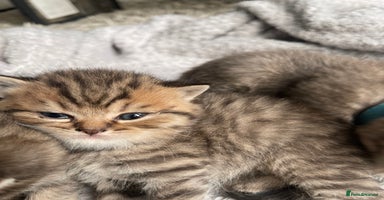 Scottish Fold cats - Advert 4