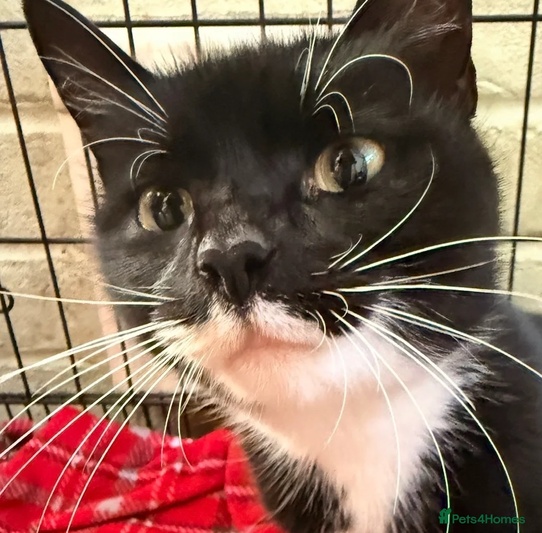 Mixed Breed cats for sale: Cutest kittens! Some £50 some £30!  - Advert 2