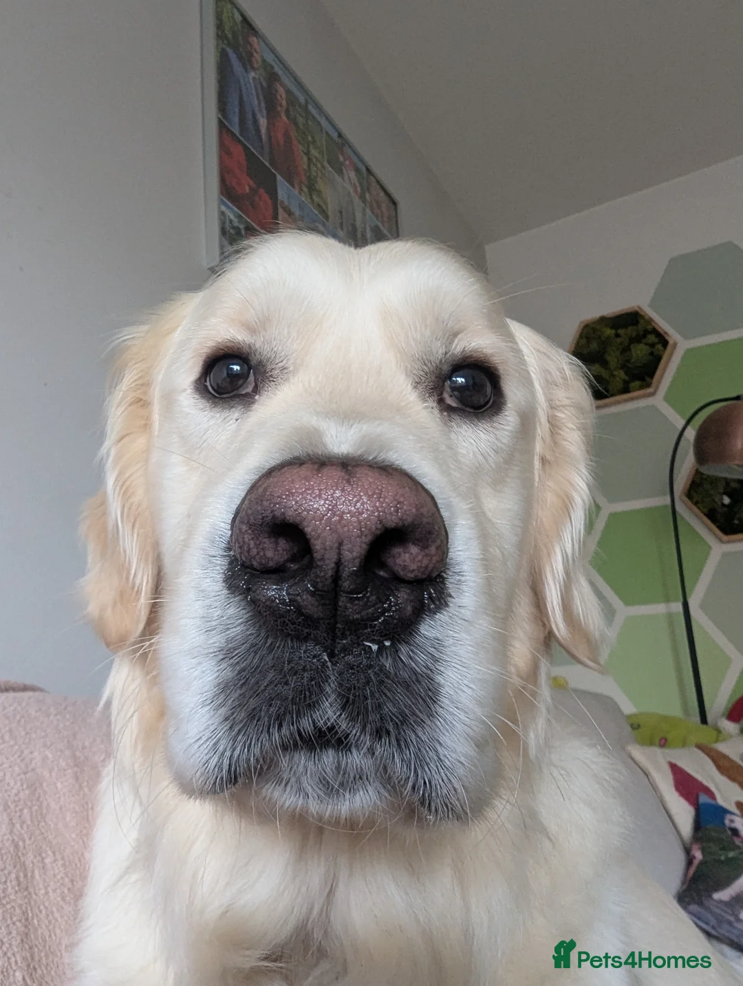 Golden Retriever dogs for stud: Barney - English cream golden retriever for stud - Advert 2