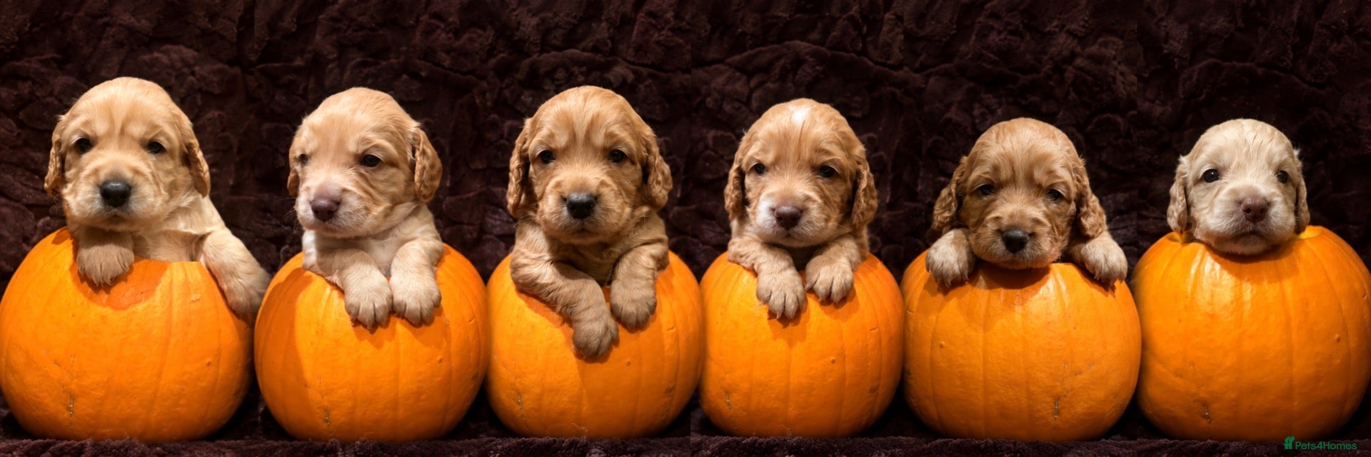Cocker Spaniel dogs for sale: Working cocker spaniel puppies  - Advert 4