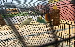 Budgerigars birds for sale: Lovely budgies  - Image 1