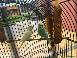 Budgerigars birds - Advert 3