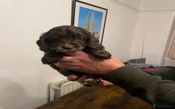 Cockapoo dogs for sale: Cockapoo puppies - Image 19