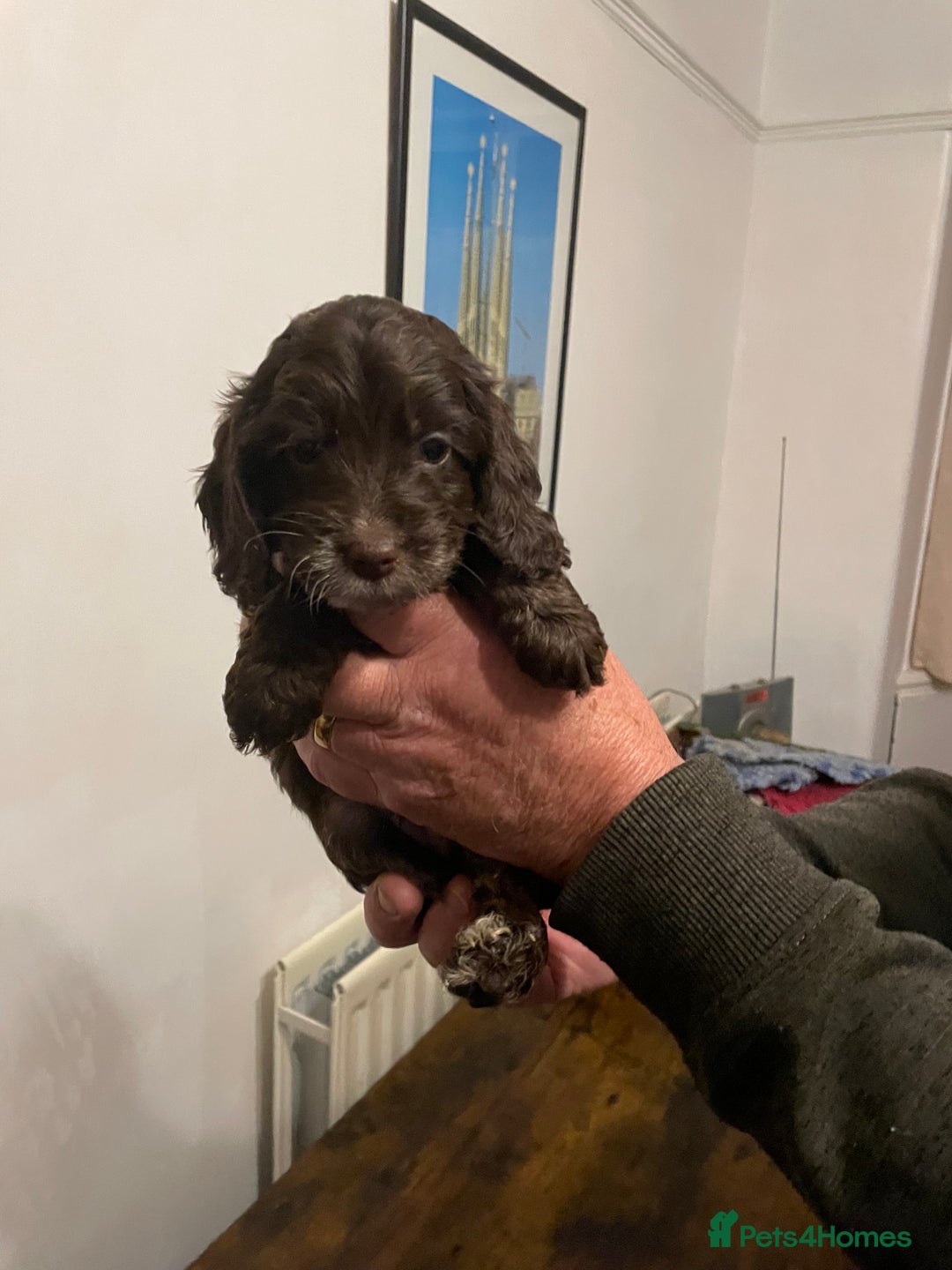 Cockapoo dogs for sale: Cockapoo puppies - Image 19