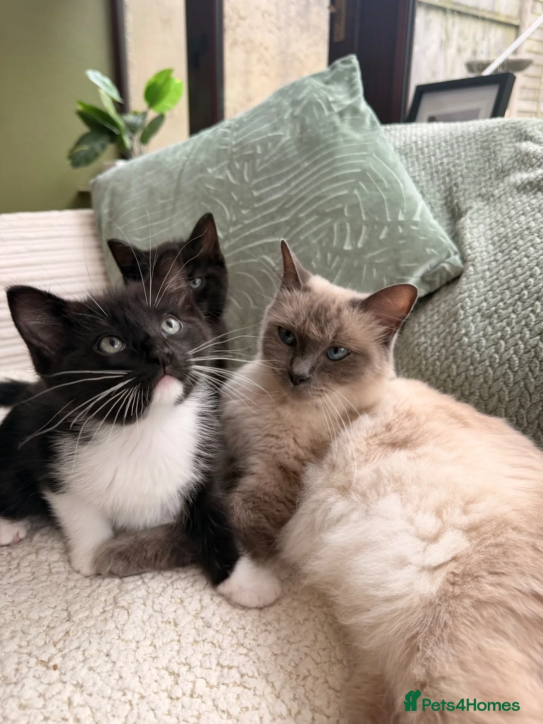 Mixed Breed cats for sale: Ragdoll mixed breed  - Advert 2