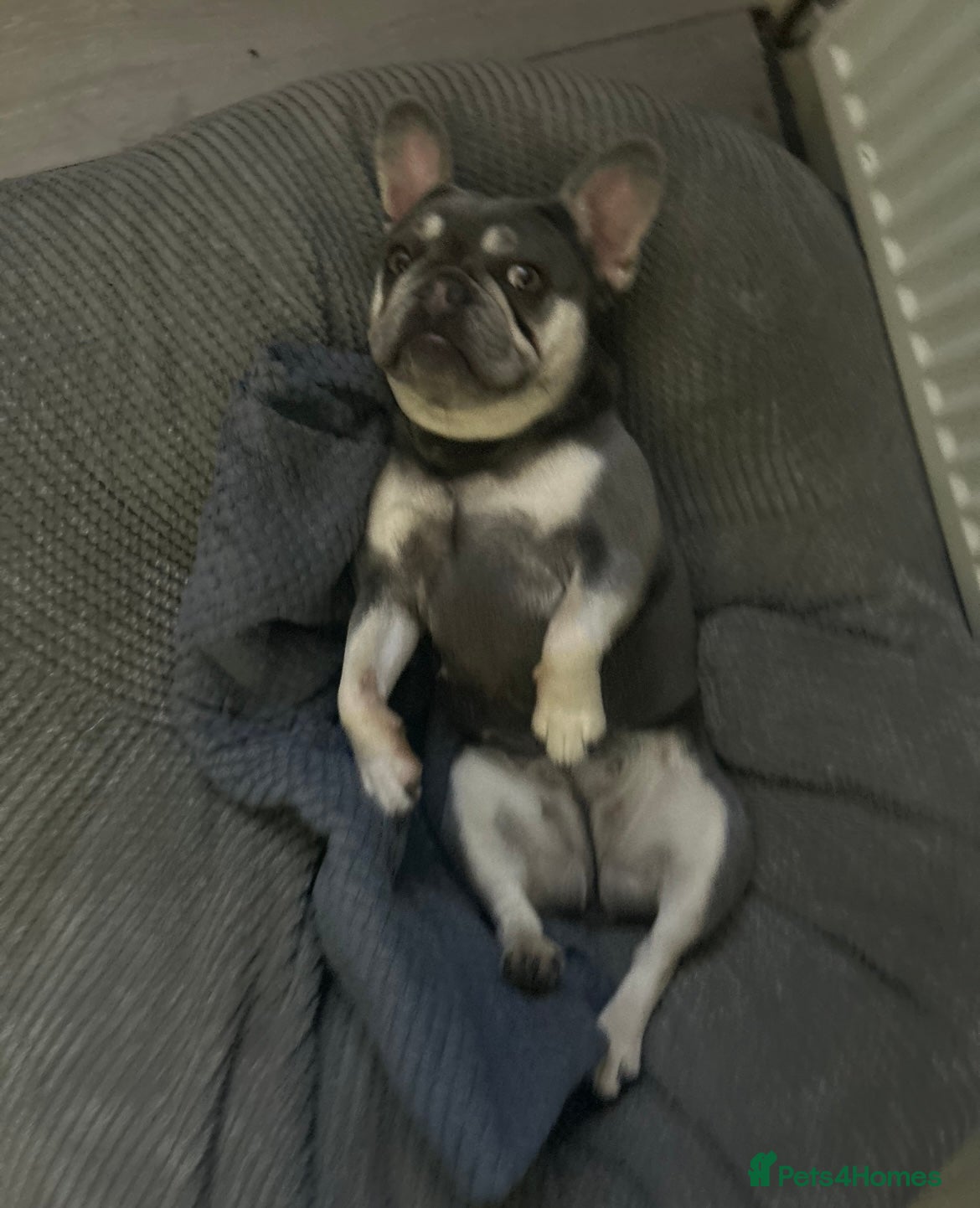 French Bulldog dogs Last girl 12 weeks  - Advert 18