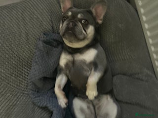 French Bulldog dogs Last girl 12 weeks - Advert 2