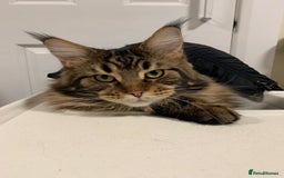Maine Coon cats for sale: Beautiful Maine coon kittens - Image 1