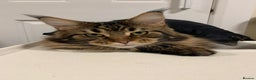 Maine Coon cats for sale: Beautiful Maine coon kittens - Advert 1