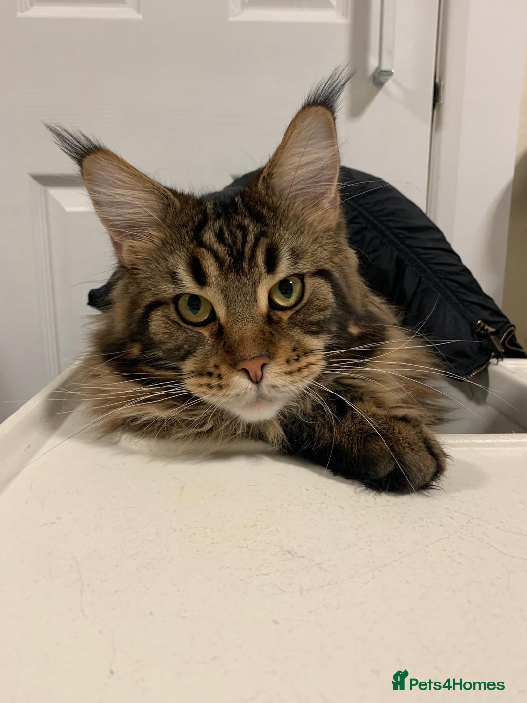 Maine Coon cats for sale: Beautiful Maine coon kittens - Image 1