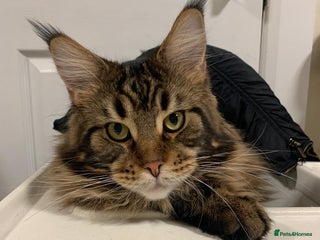 Maine Coon cats - Advert 34