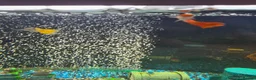 Plecos fish for sale: 180L fish tank  - Advert 6