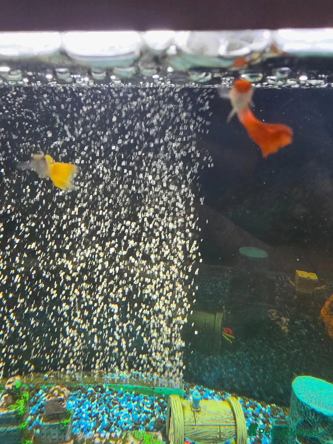 Plecos fish for sale: 180L fish tank  - Advert 6