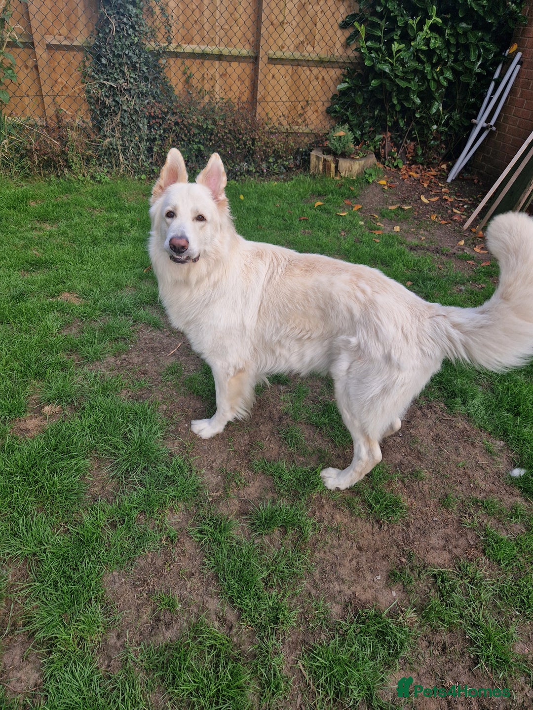 German Shepherd dogs for stud: White German Shepherd Dog - Stud - KC Registered  in Birmingham - Image 5