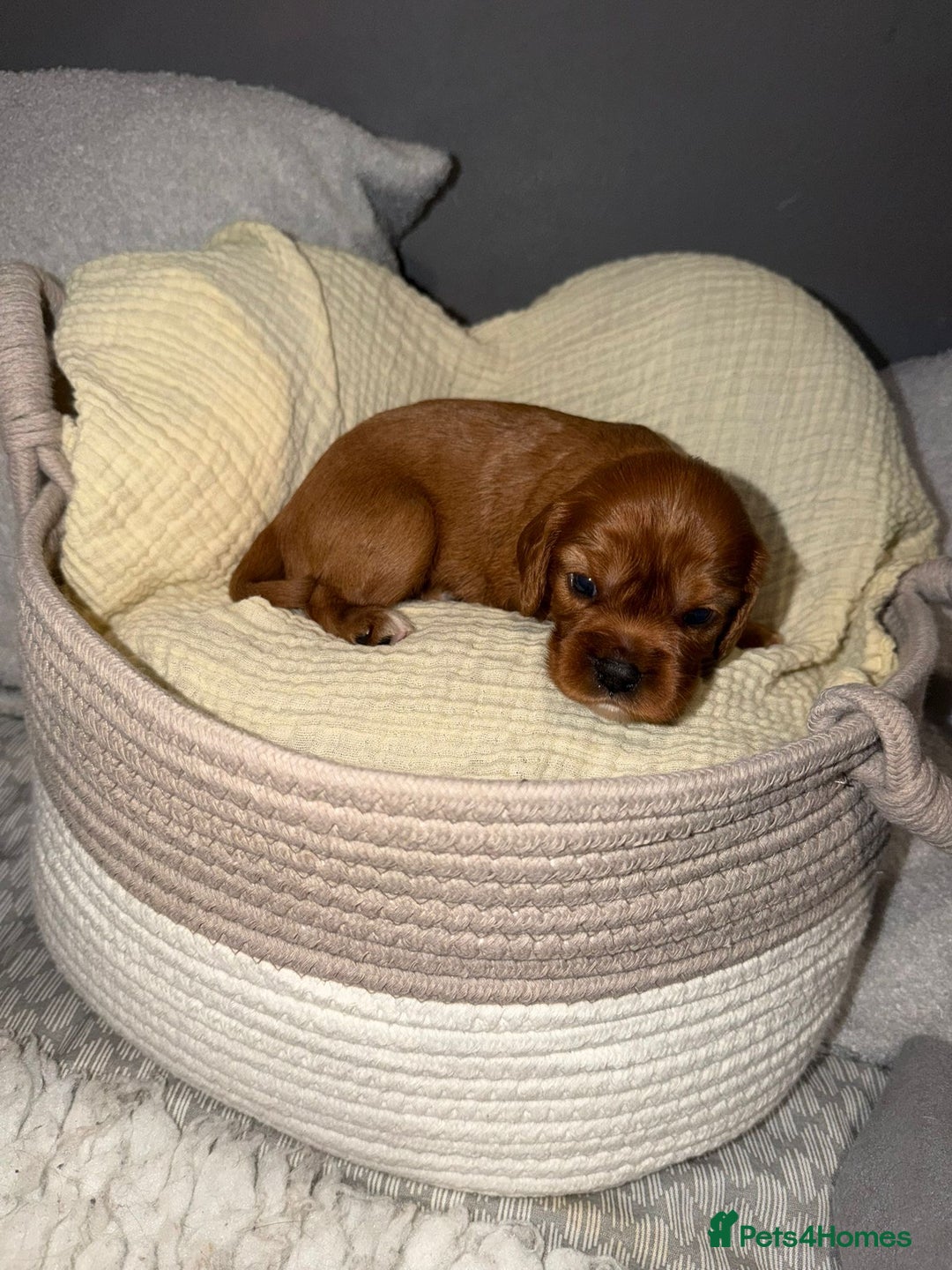 Cavalier King Charles Spaniel dogs for sale: Beautiful KC Registered Boy ✨ Health Tested ✨ - Advert 16