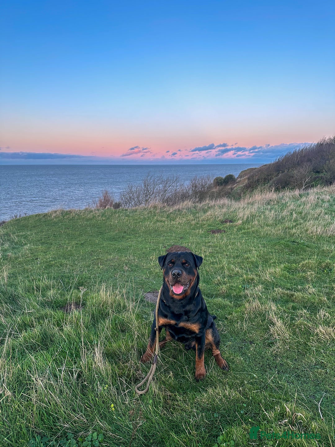 Rottweiler dogs for stud: Champion Rottweiler for Stud - Image 5