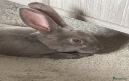 Rex rabbits for sale: Beautiful grey Rex Male rabbit with hutch - Image 3
