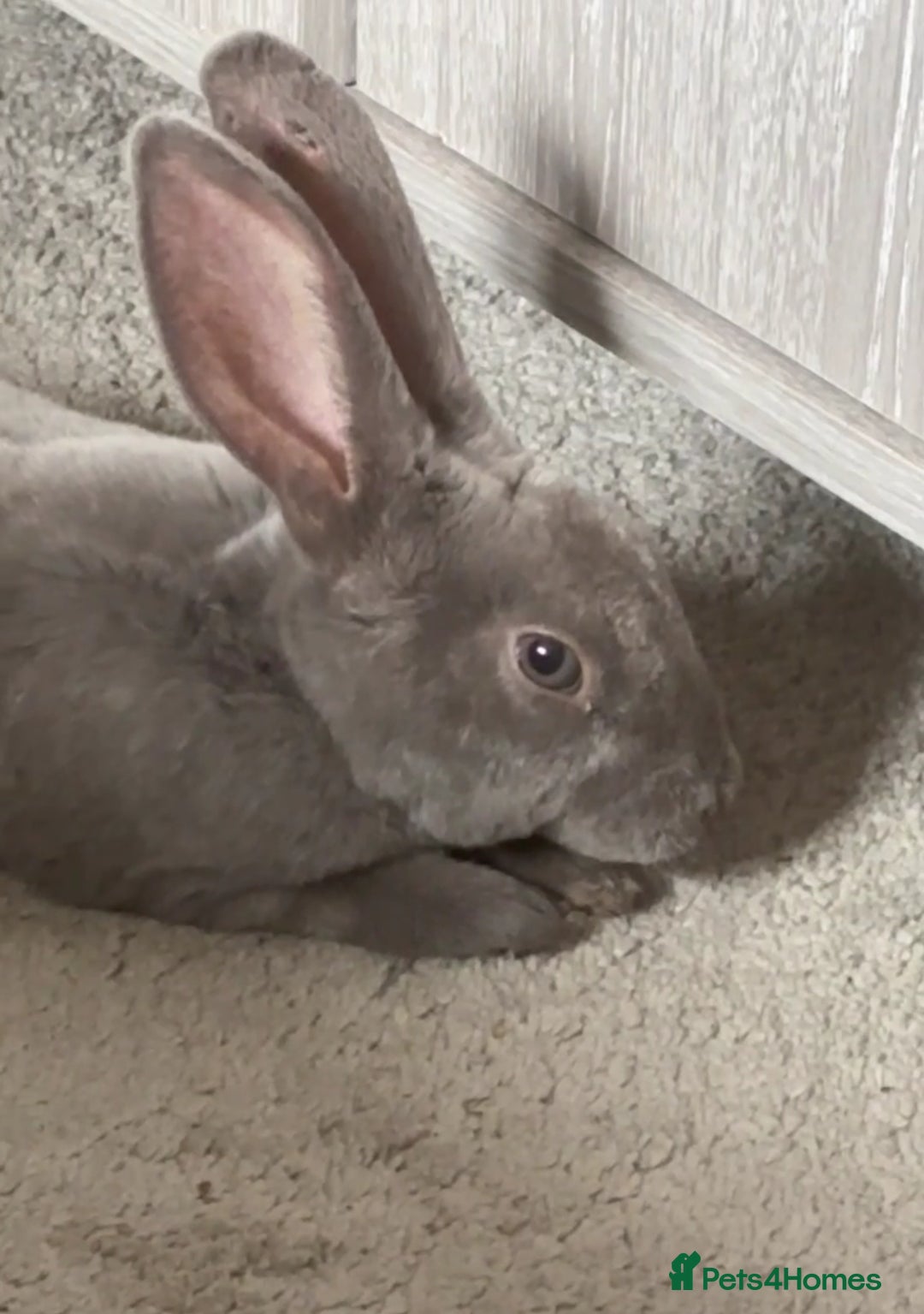 Rex rabbits for sale: Beautiful grey Rex Male rabbit with hutch - Image 3