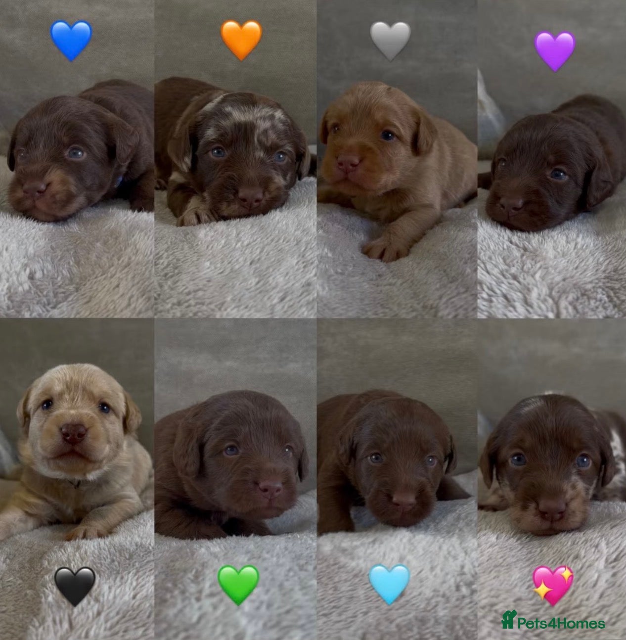 Labradoodle dogs for sale: Beautiful chunky miniature labradoodles 💕 in Lincoln - Advert 1
