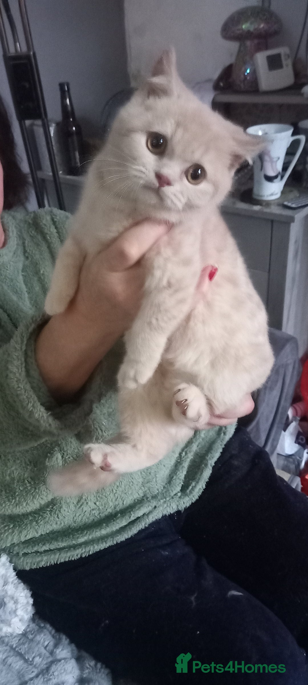 British Shorthair cats for sale: British Shorthair - Advert 4