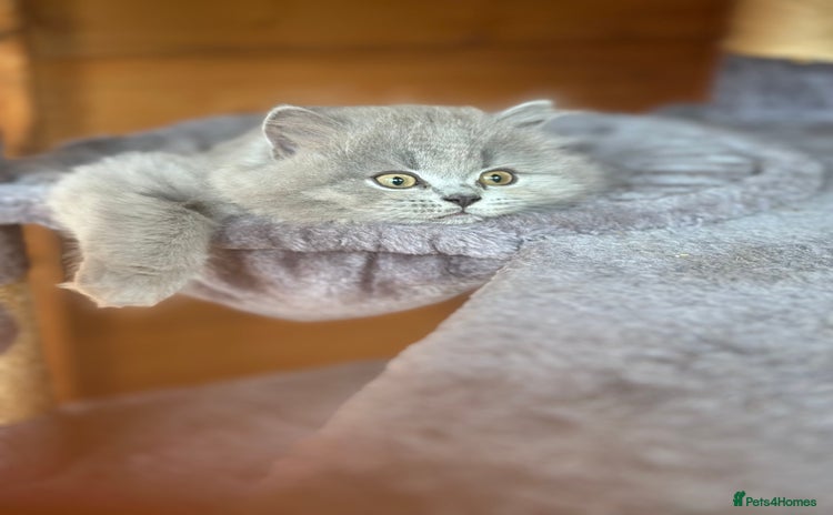 British Shorthair cats - Advert 4
