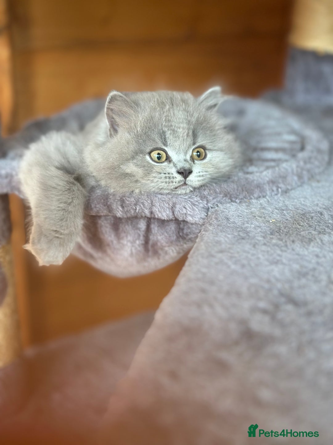 British Shorthair cats for sale: Ready For Forever Homes Soon! - Image 4