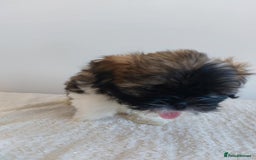Shih Tzu dogs for sale: Beautiful Shih tzu puppies 🫶🏼 - Image 10