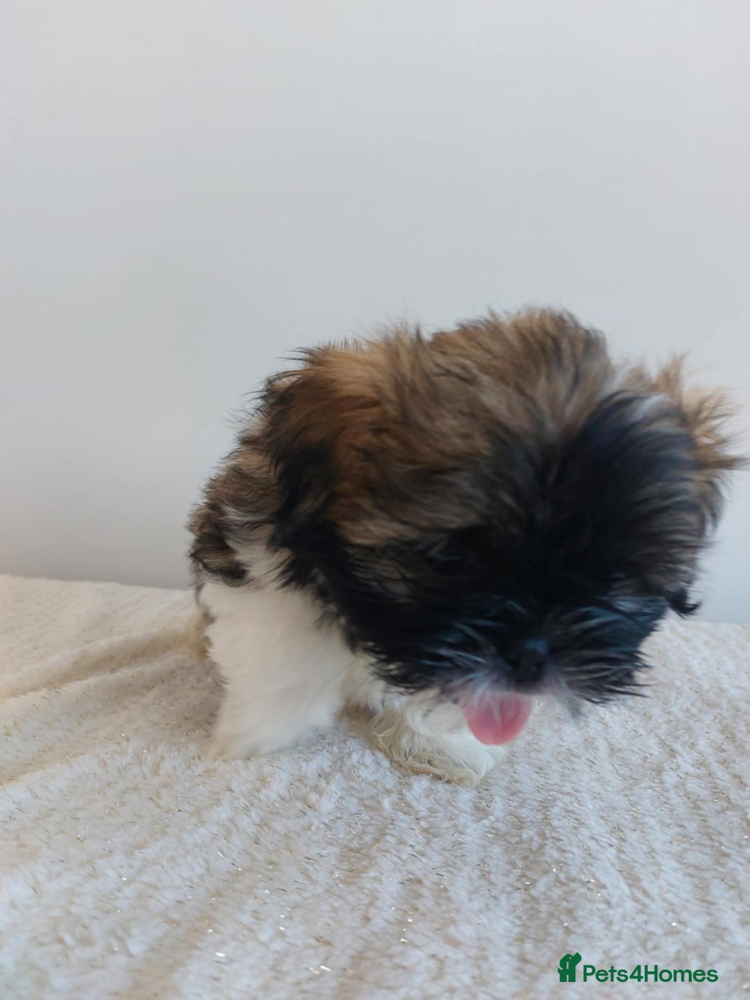 Shih Tzu dogs for sale: Beautiful Shih tzu puppies 🫶🏼 - Image 10