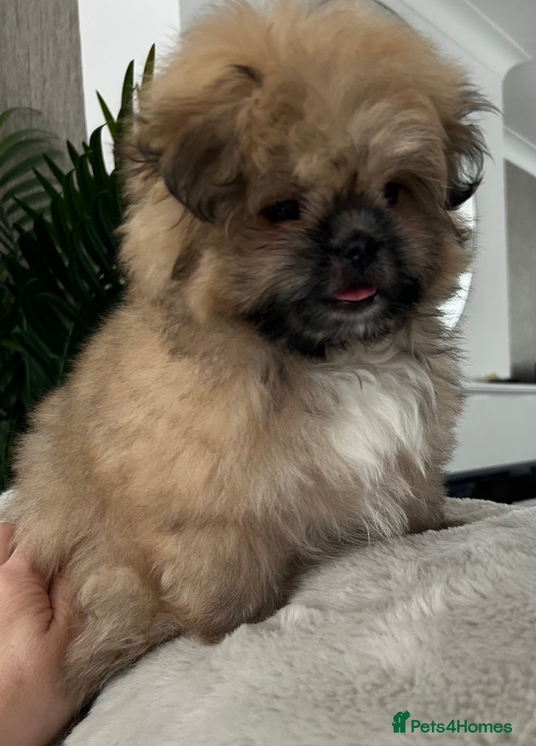 Mixed Breed dogs for sale: Pomeranian cross Shih Tzu puppies for sale - Image 1