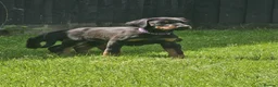 Dobermann dogs for sale: ☆☆Ready to leave Today  Black Doberman Puppies☆☆ - Advert 9