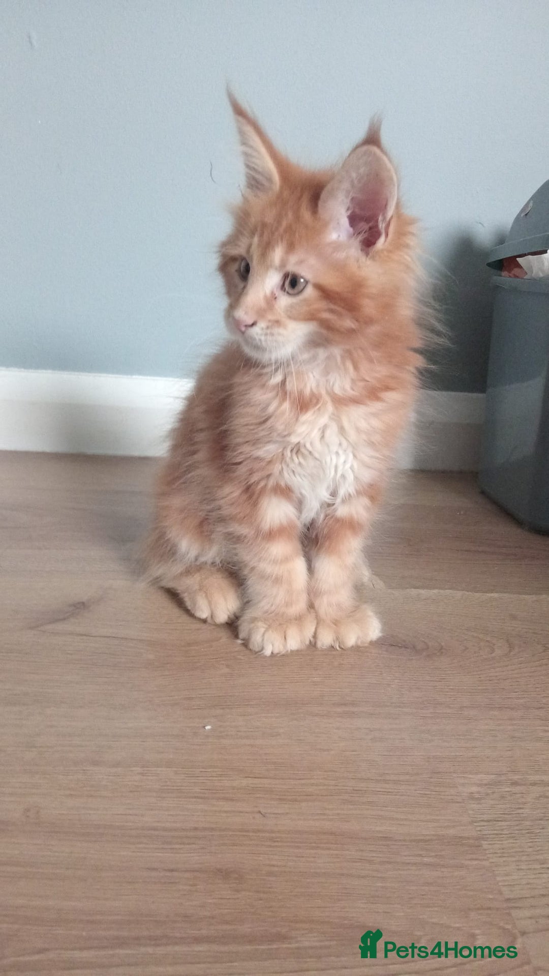 Maine Coon cats for sale: 4 boys for sale - Image 18
