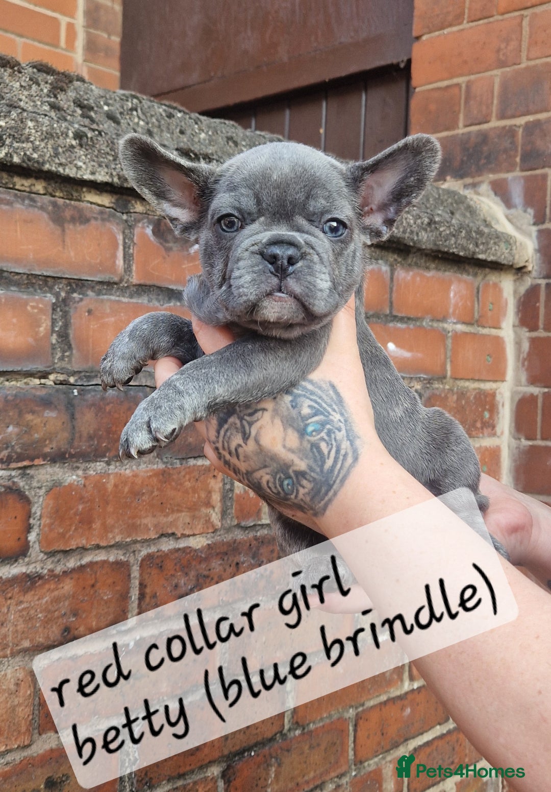 French Bulldog dogs for sale: Beautiful brindle french-bulldog girl left!  - Image 10