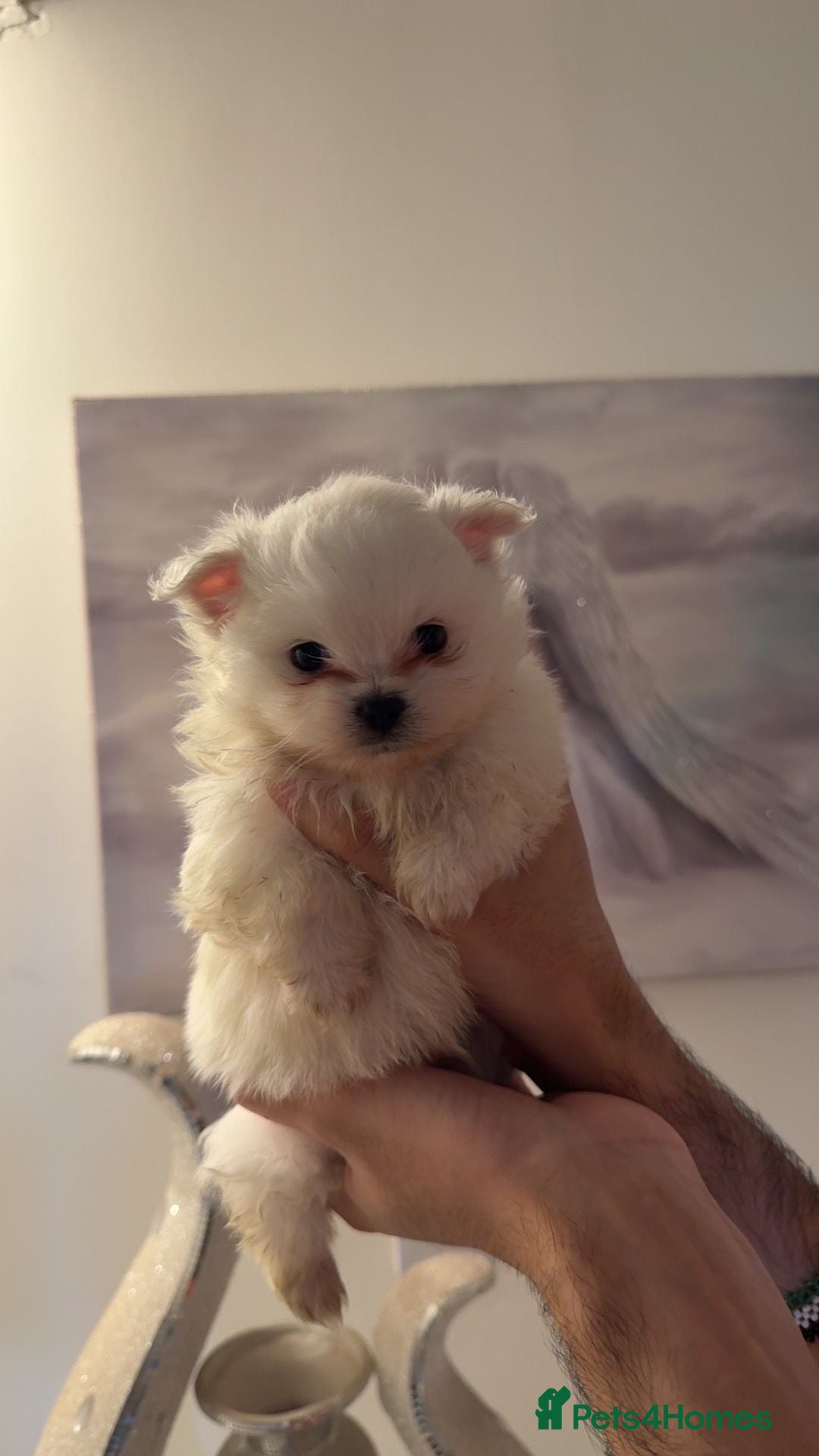 Pomeranian dogs Pomeranian Puppies - Advert 8