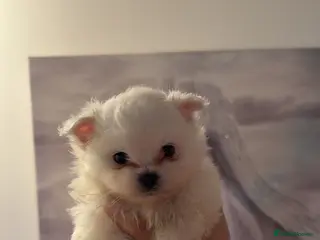 Pomeranian dogs Pomeranian Puppies - Advert 8