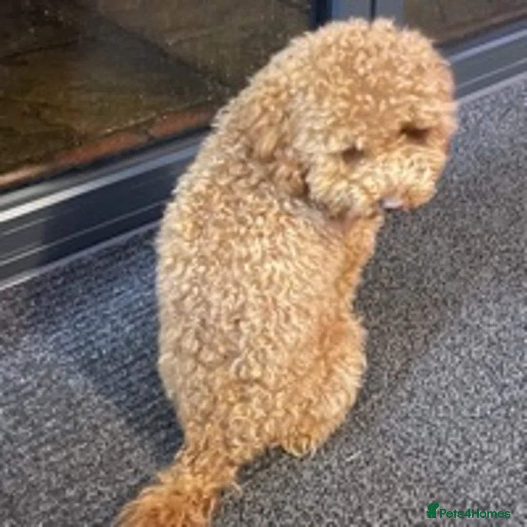 Toy Poodle dogs for stud: RED toy poodle, proven, KC & Health tested STUD - Advert 2