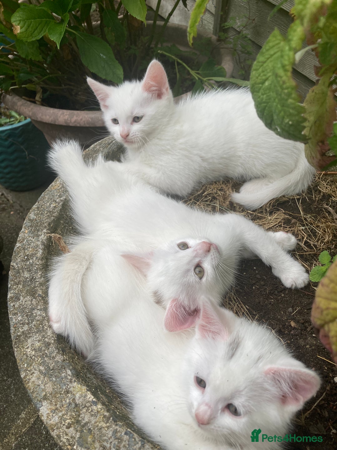 Turkish Van cats for sale: Gorgeous & Loving Turkish Van Kittens - Image 18