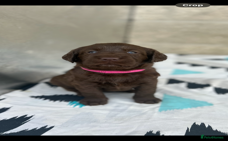 Labradoodle dogs - Advert 6