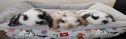 Mini Lop rabbits for sale: Beautiful mini lops - Advert 1
