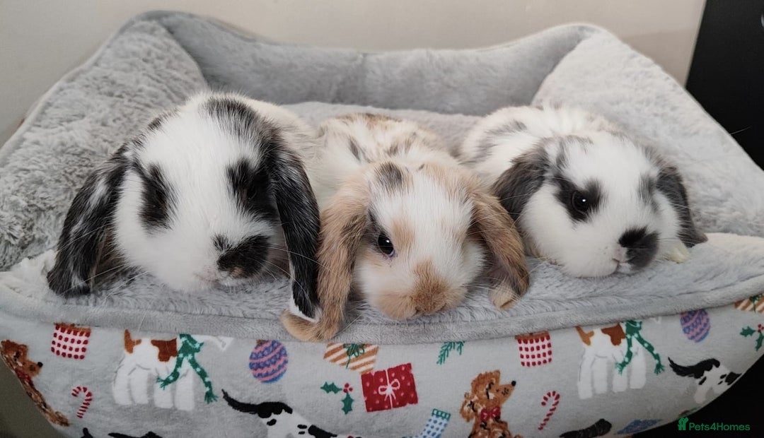 Mini Lop rabbits for sale: Beautiful mini lops - Advert 1