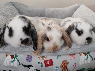 Mini Lop rabbits Beautiful mini lops - Advert 1